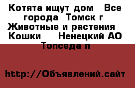 Котята ищут дом - Все города, Томск г. Животные и растения » Кошки   . Ненецкий АО,Топседа п.